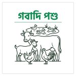 Cattle/গবাদি পশু